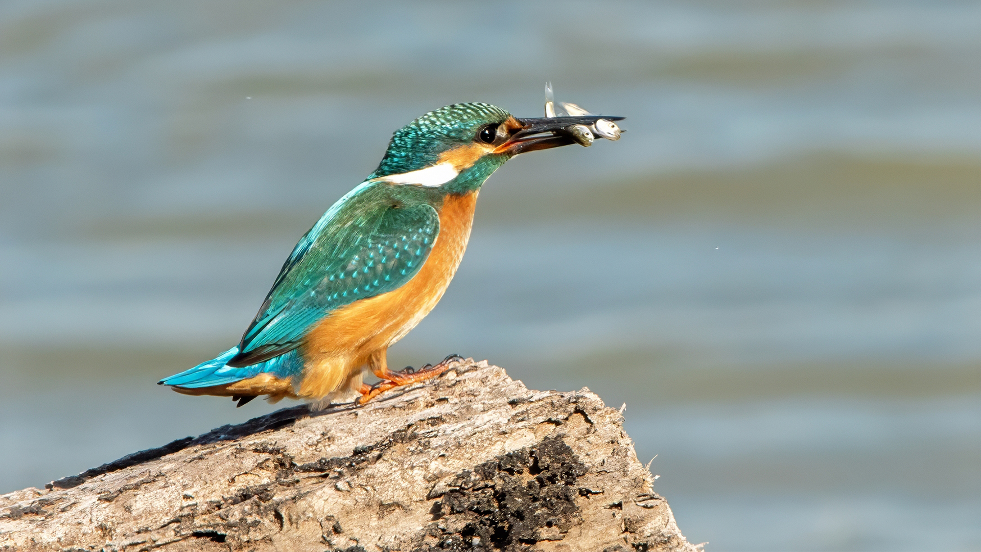 Common Kingfisher